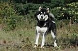 ALASKAN MALAMUTE 383